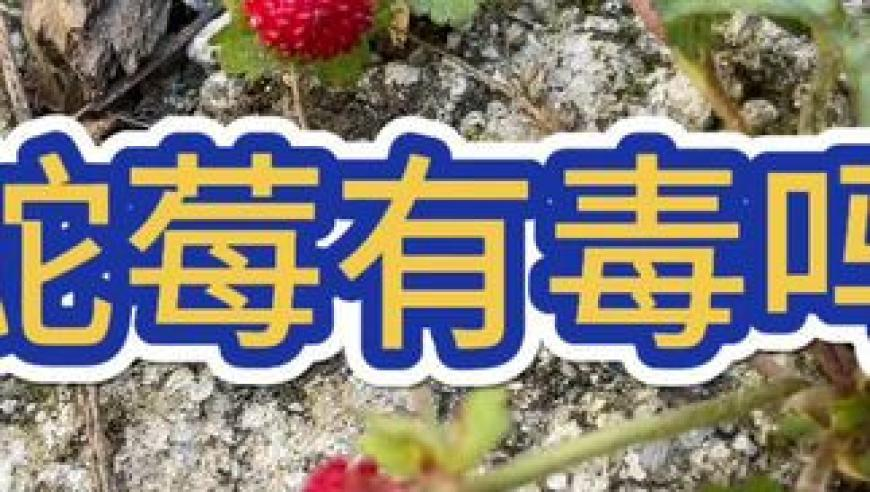 管家婆資料站3984.com,中國重啟南美鐵路項(xiàng)目,收益成語分析落實(shí)_測試版V13.9